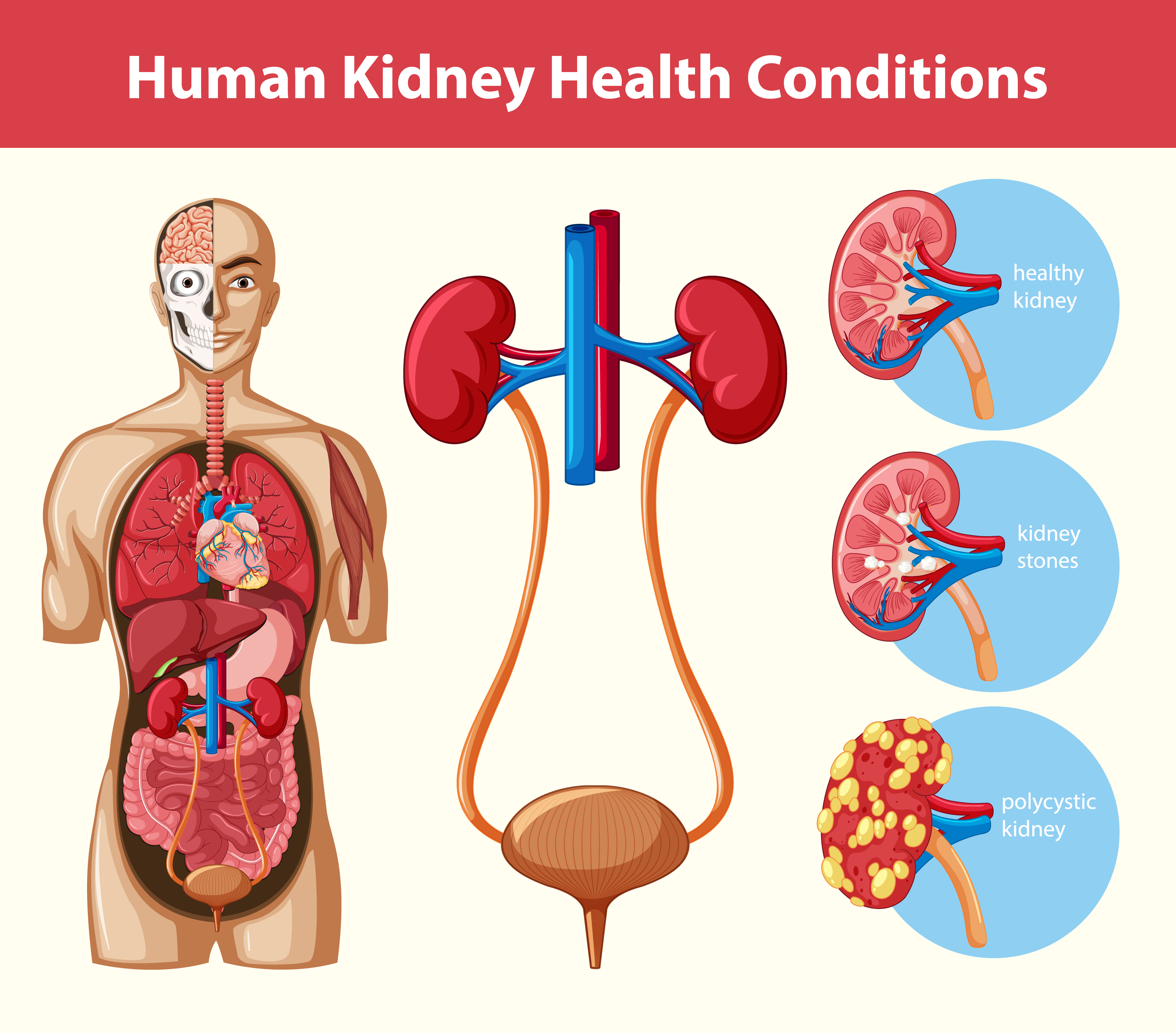 CREATININE CALCULATOR