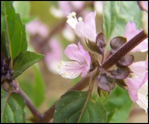 cinnamom flower