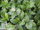 Herbs Betel Leaves