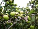 Herbs-wood apple
